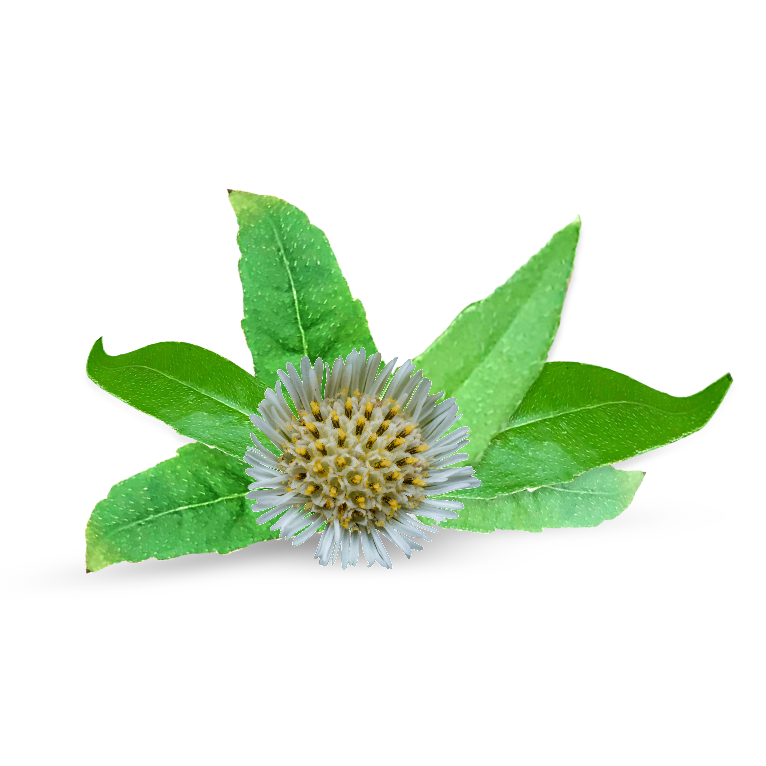 Ayurvedic Flower